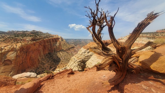 Capitol Reef National Park