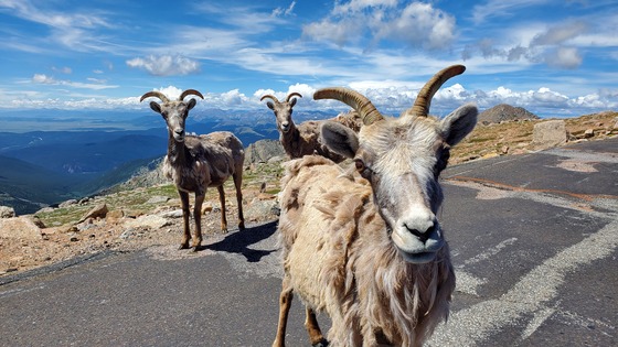 Mount Evans Wilderness