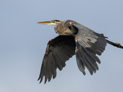 Great Blue Heron in flight