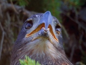 Juvenile Bald Eagle