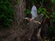 Green Heron In Flight
