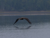 A young Bald Eagle perched on a rock