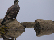 A young Bald Eagle perched on a rock
