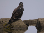 A young Bald Eagle perched on a rock
