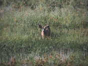 Deer in a field
