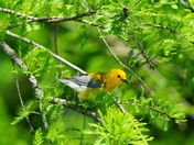 Pungo Unit Of Pocosin Lakes National Wildlife Refuge