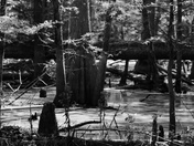 Kuralt Trail