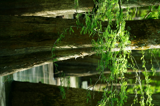 Kuralt Trail