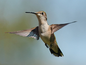 Hummer in a Hover