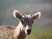 Bighorn Lamb Portrait 