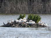 Pelicans, Cormorants and Coots oh my