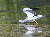 Stretching Yellowlegs