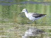 Greater Yellowlegs