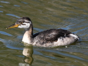 Immature Red Necked Grebe