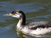 Immature Grebe