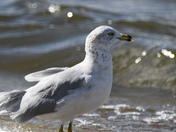 Ringbill Gull