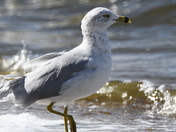 Ringbill