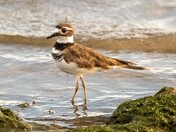 Sandpiper