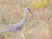 Sandhill Crane