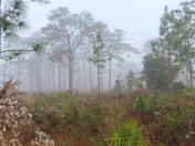 Florida Forest Service
