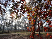 Welaka State Forest