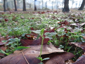Welaka State Forest