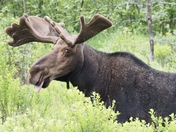 Bullwinkle?