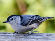 White-breasted Nuthatch