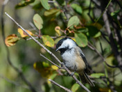 Black-capped Chickadee