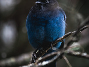 Portrait of a Steller's Jay