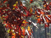 Welaka State Forest