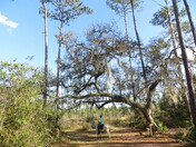 Welaka State Forest