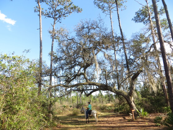 Welaka State Forest