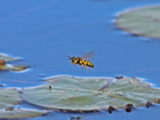 bees on the lily's