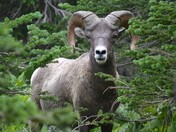 Glacier National Park