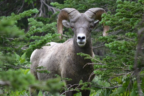 Glacier National Park