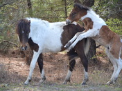 Assateague Island National Seashore