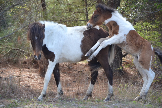 Assateague Island National Seashore