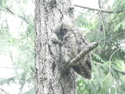 Owl looks like a match for the tree