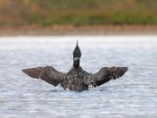Loon