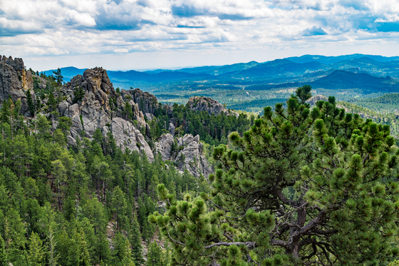 Black Hills National Forest