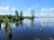 Great Dismal Swamp