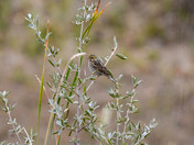 Savannah Sparrow