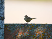 Palm Warbler