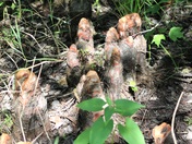 Great Dismal Swamp