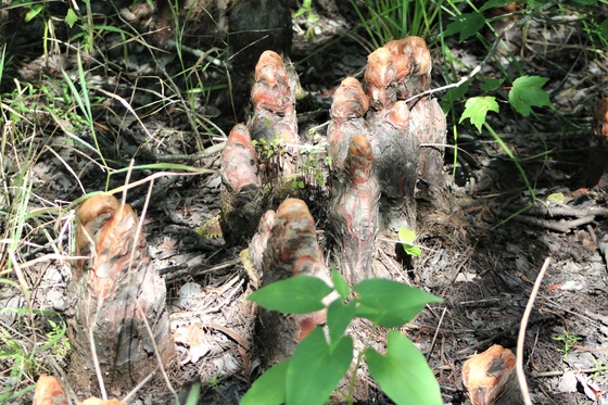 Great Dismal Swamp
