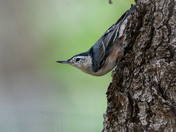 White-breasted Nuthatch