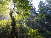 Olympic National Park