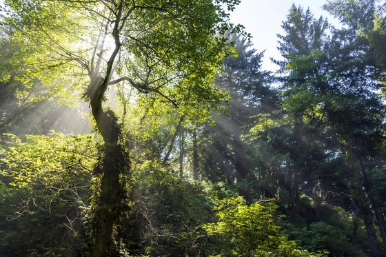 Olympic National Park