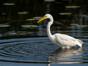 Great Egret